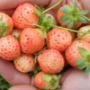 Flamingo Strawberry Live Plant – 4 inch Pot – June-Bearing – Zones 4-8 - Image 1