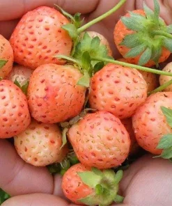 Flamingo Strawberry Live Plant – 4 inch Pot – June-Bearing – Zones 4-8 - Image 1
