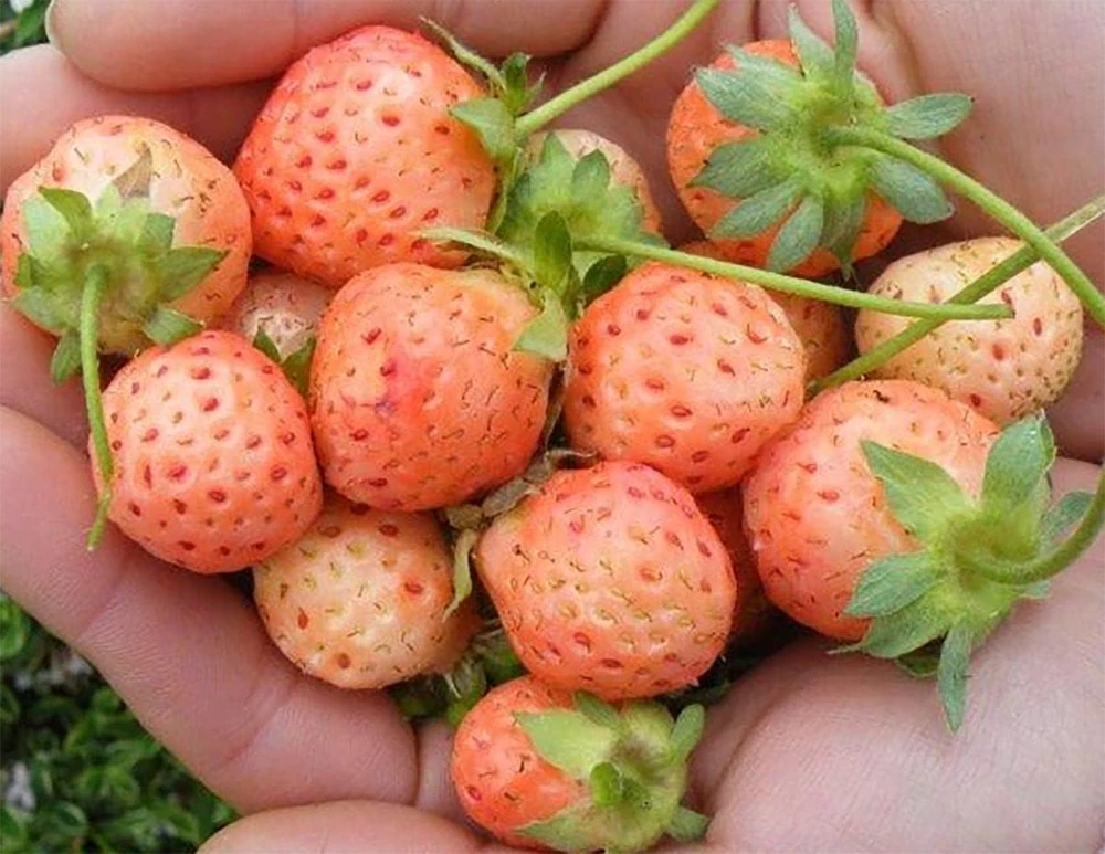 Flamingo Strawberry Live Plant – 4 inch Pot – June-Bearing – Zones 4-8 - Image 1