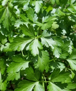 Flat Leaf Parsley Seeds - 1500 Count, Italian Plain Parsley, Biennial - Image 2