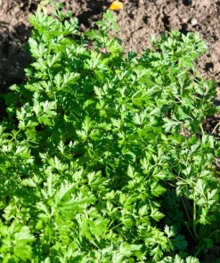 Flat Leaf Parsley Seeds - 1500 Count, Italian Plain Parsley, Biennial - Image 3