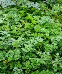 Flat Leaf Parsley Seeds - 1500 Count, Italian Plain Parsley, Biennial - Image 4