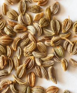 Flat Leaf Parsley Seeds - 1500 Count, Italian Plain Parsley, Biennial - Image 6