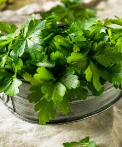 Flat Leaf Parsley Seeds - 1500 Count, Italian Plain Parsley, Biennial - Image 7