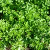 Flat Leaf Parsley Seeds - 1500 Count, Italian Plain Parsley, Biennial - Image 1