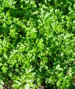 Flat Leaf Parsley Seeds - 1500 Count, Italian Plain Parsley, Biennial - Image 1