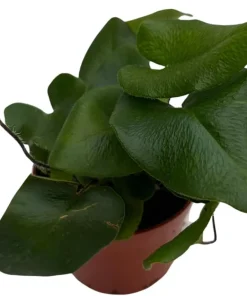 Floating Heart Fern Live Plant – Hemionitis arifolia – 2.5