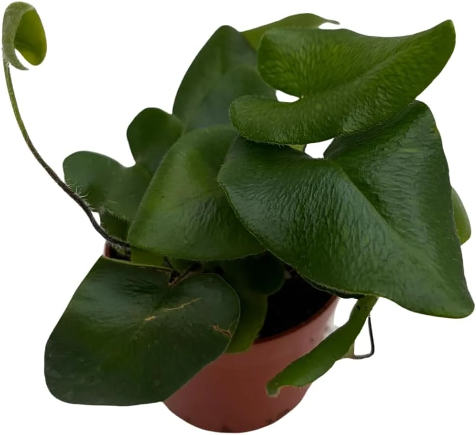 Floating Heart Fern Live Plant – Hemionitis arifolia – 2.5" Pot – Indoor Houseplant - Image 2