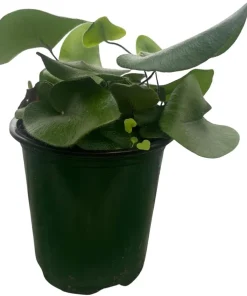 Floating Heart Fern Live Plant – Hemionitis arifolia – 3.5 Inch Pot – Indoor Houseplant - Image 2