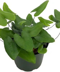 Floating Heart Fern Live Plant – Hemionitis arifolia – 6" Hanging Basket – Indoor - Image 2