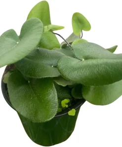 Floating Heart Fern Live Plant – Hemionitis arifolia – 3.5 Inch Pot – Indoor Houseplant - Image 3