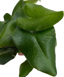 Floating Heart Fern Live Plant – Hemionitis arifolia – 2.5
