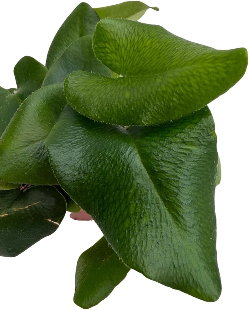 Floating Heart Fern Live Plant – Hemionitis arifolia – 2.5" Pot – Indoor Houseplant - Image 3