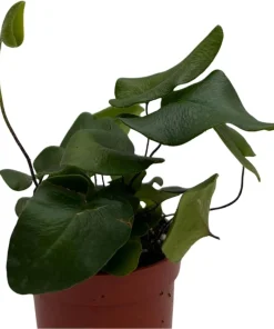 Floating Heart Fern Live Plant – Hemionitis arifolia – 2.5