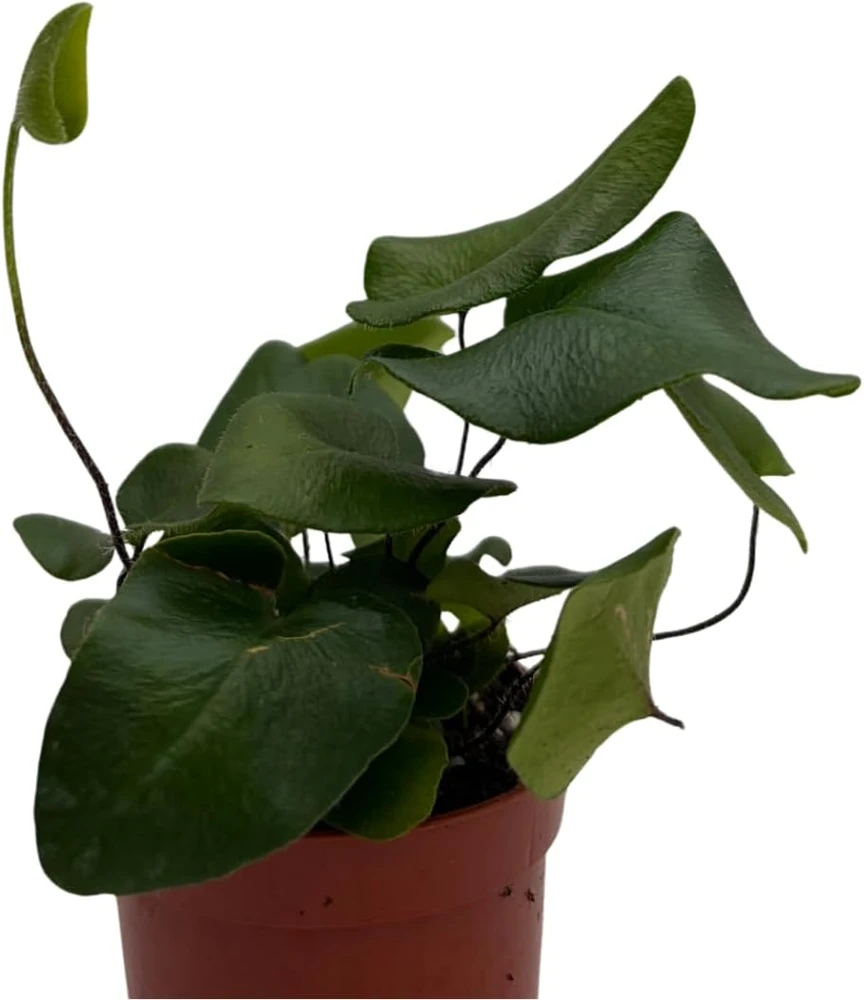 Floating Heart Fern Live Plant – Hemionitis arifolia – 2.5" Pot – Indoor Houseplant - Image 4