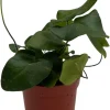 Floating Heart Fern Live Plant – Hemionitis arifolia – 2.5" Pot – Indoor Houseplant - Image 1