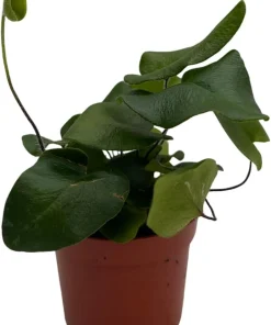Floating Heart Fern Live Plant – Hemionitis arifolia – 2.5