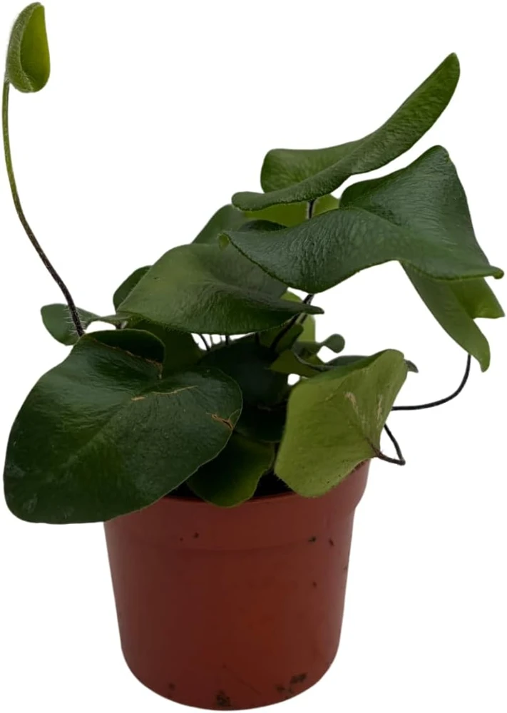 Floating Heart Fern Live Plant – Hemionitis arifolia – 2.5" Pot – Indoor Houseplant - Image 1
