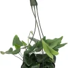 Floating Heart Fern Live Plant – Hemionitis arifolia – 6" Hanging Basket – Indoor - Image 1