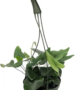 Floating Heart Fern Live Plant – Hemionitis arifolia – 6