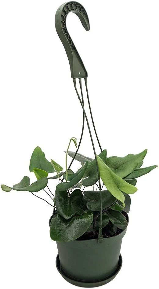 Floating Heart Fern Live Plant – Hemionitis arifolia – 6" Hanging Basket – Indoor - Image 1