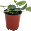Floating Heart Fern Live Plant – Hemionitis arifolia – 3.5 Inch Pot – Indoor Houseplant - Image 1