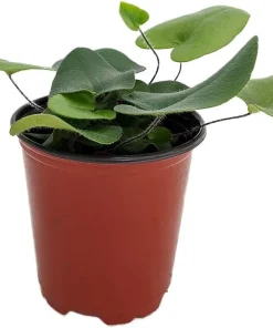 Floating Heart Fern Live Plant – Hemionitis arifolia – 3.5 Inch Pot – Indoor Houseplant - Image 1