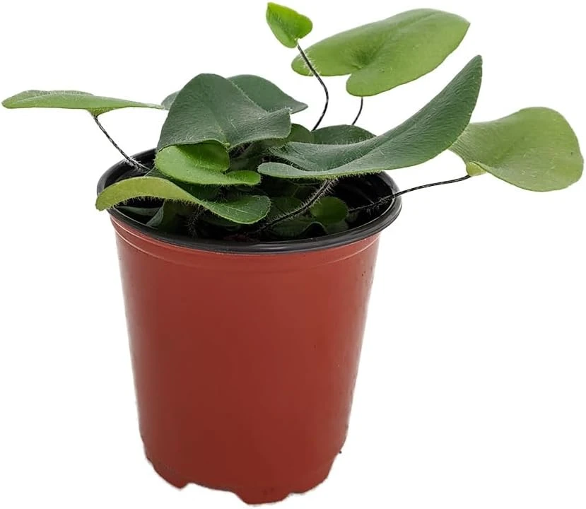 Floating Heart Fern Live Plant – Hemionitis arifolia – 3.5 Inch Pot – Indoor Houseplant - Image 1