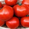 Floradade Tomato Seeds - 20 Count - Disease Resistant, Indeterminate - Image 1