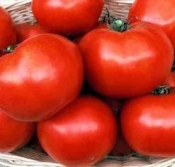 Floradade Tomato Seeds - 20 Count - Disease Resistant, Indeterminate - Image 1