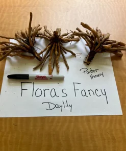 Flora's Fancy Daylily Bare Root - Apricot, 3 Root System, Outdoor Flower - Image 2