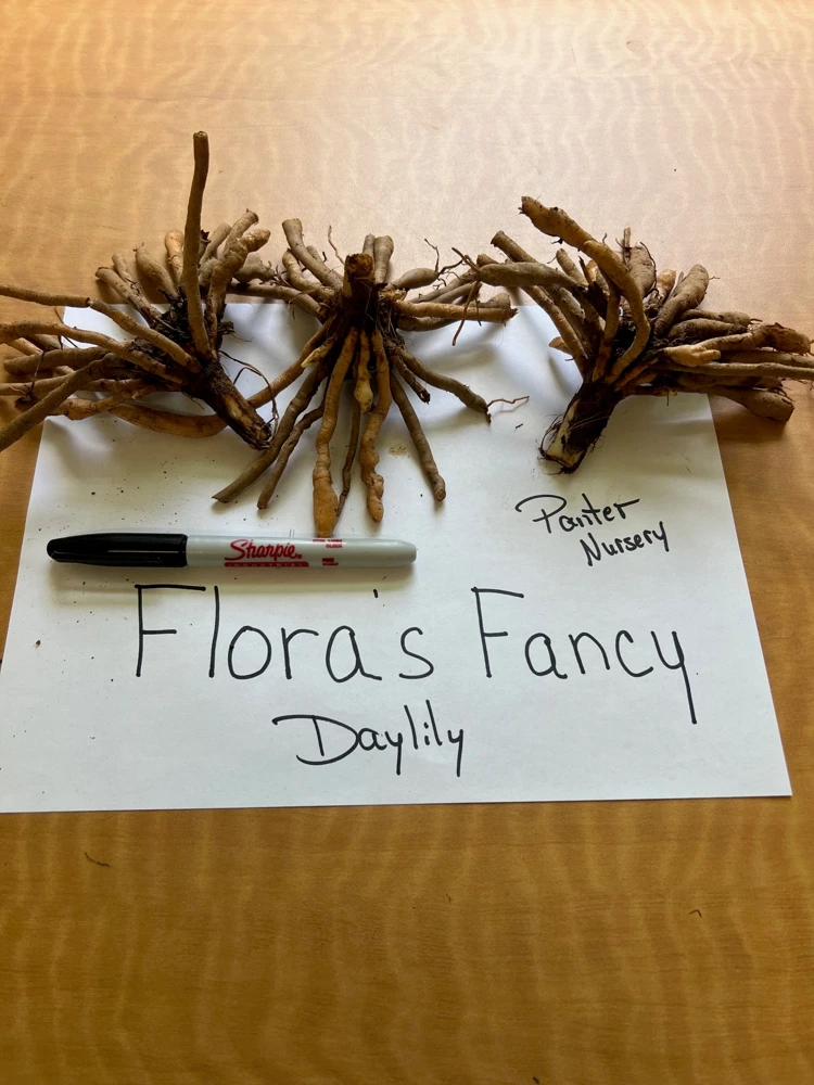 Flora's Fancy Daylily Bare Root - Apricot, 3 Root System, Outdoor Flower - Image 2