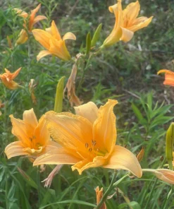 Flora's Fancy Daylily Bare Root - Apricot, 3 Root System, Outdoor Flower - Image 3