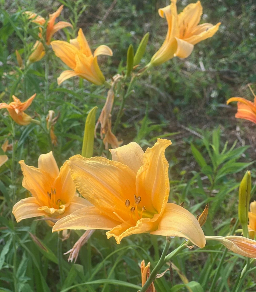 Flora's Fancy Daylily Bare Root - Apricot, 3 Root System, Outdoor Flower - Image 3