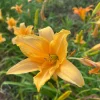 Flora's Fancy Daylily Bare Root - Apricot, 3 Root System, Outdoor Flower - Image 1
