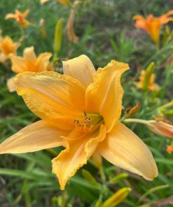 Flora's Fancy Daylily Bare Root - Apricot, 3 Root System, Outdoor Flower - Image 1