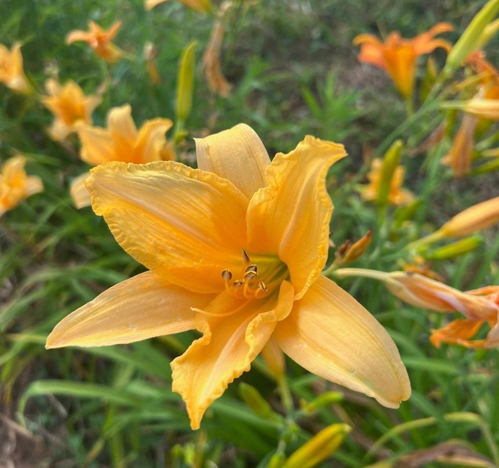 Flora's Fancy Daylily Bare Root - Apricot, 3 Root System, Outdoor Flower - Image 1