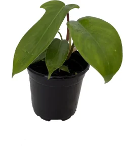 Florida Green Philodendron Live Plant – Exotic Houseplant – 4 inch Pot - Image 2