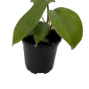 Florida Green Philodendron Live Plant – Exotic Houseplant – 4 inch Pot - Image 1
