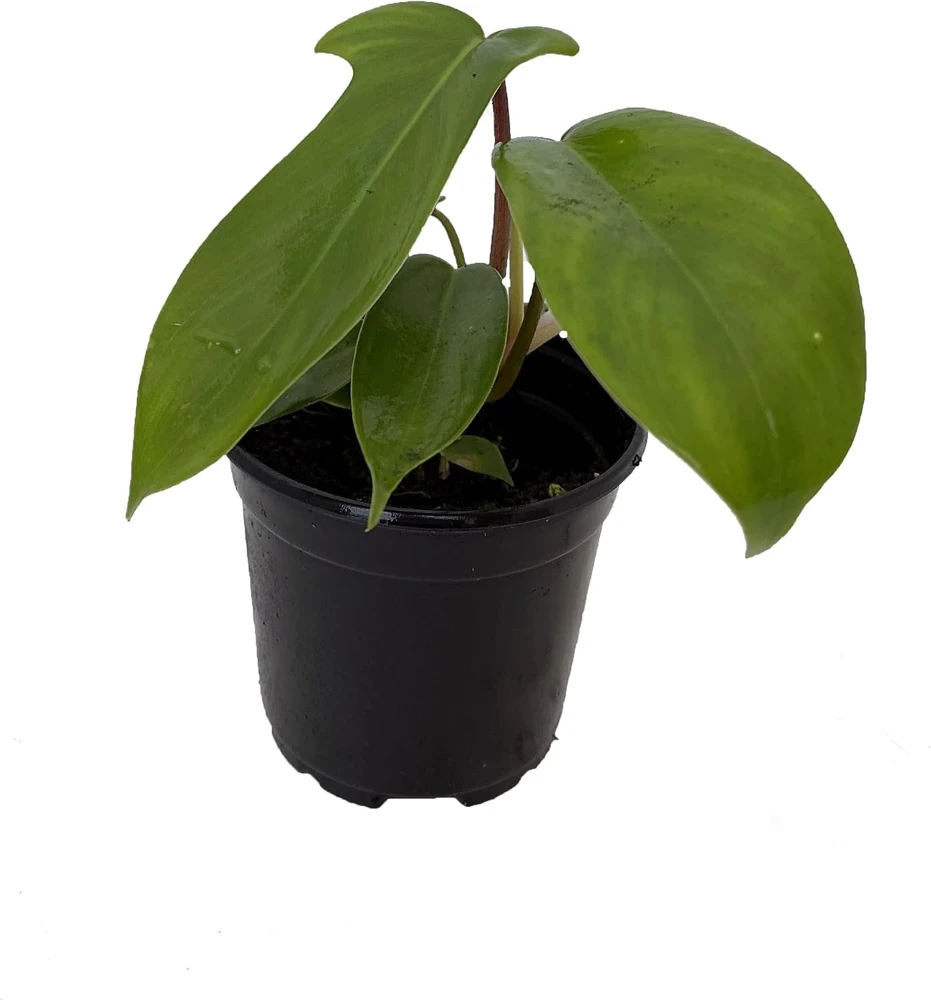 Florida Green Philodendron Live Plant – Exotic Houseplant – 4 inch Pot - Image 1