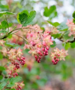 Flowering Currant Live Plant – 2-4