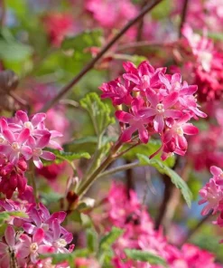 Flowering Currant Live Plant – 2-4