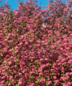 Flowering Currant Live Plant – 2-4