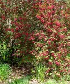 Flowering Currant Live Plant – 2-4