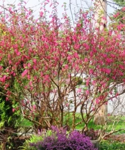 Flowering Currant Live Plant – 2-4