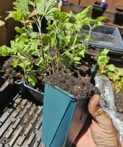 Flowering Currant Live Plant – 2-4