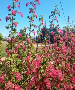Flowering Currant Live Plant – 2-4