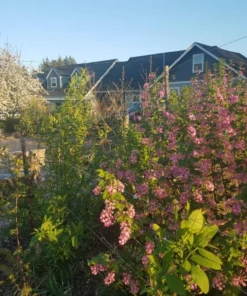Flowering Currant Live Plant – 2-4