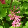 Flowering Currant Live Plant – 2-4" Tall Shrub – Pink to Red Blooms – 3-4" Pot - Image 1