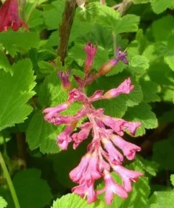 Flowering Currant Live Plant – 2-4